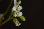 Green rockcress